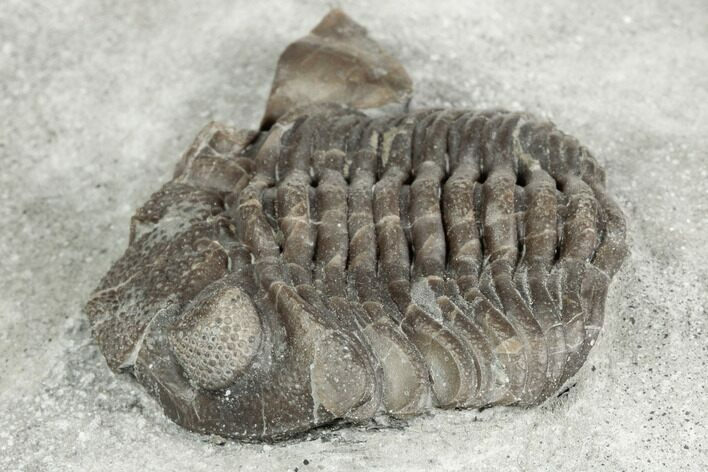 Long, Partial Eldredgeops Trilobite Fossil - Silica Shale, Ohio #191144